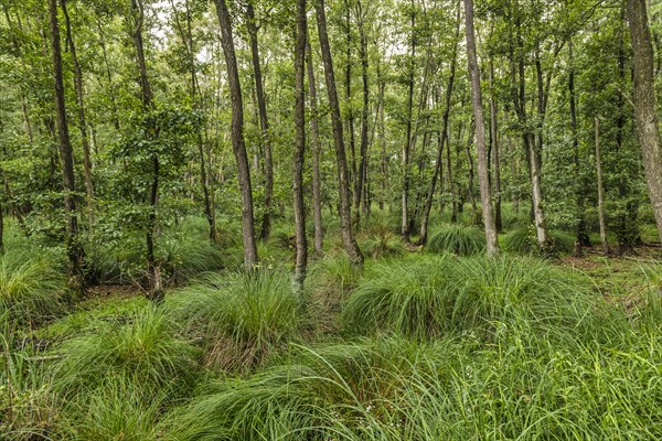 Summer floodplain forest with Greater Tussock Sedge (Carex paniculata) and Black alder (Alnus glutinosa)