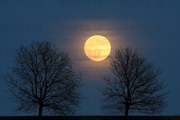 Full moon behind a row of trees