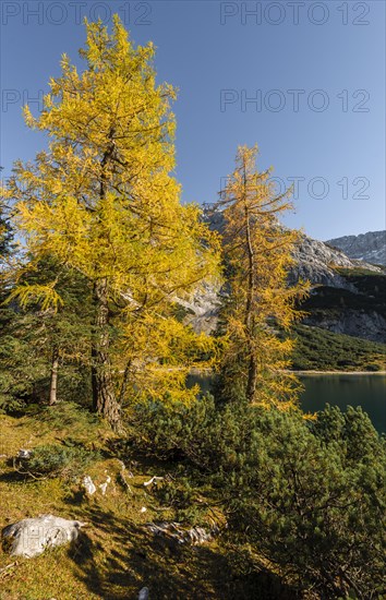 Yellow larches in autumn colouring at Seebensee