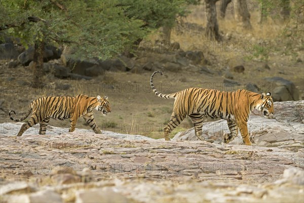 Tiger (Panthera tigris tigris)