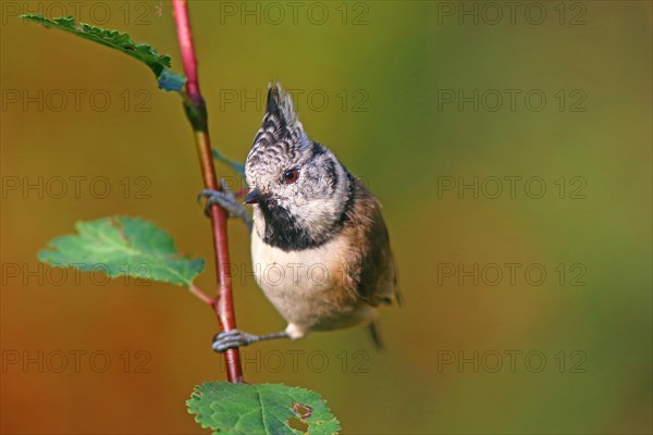Crested tit (Parus cristatus) sitting on a branch