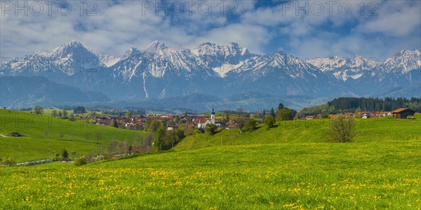 Dandelion (Taraxacum sect. Ruderalia) in spring