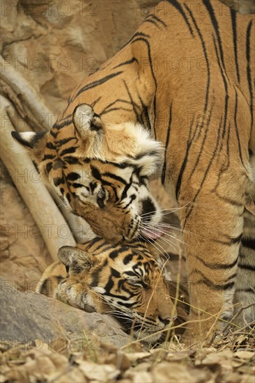 Tiger (Panthera tigris tigris)