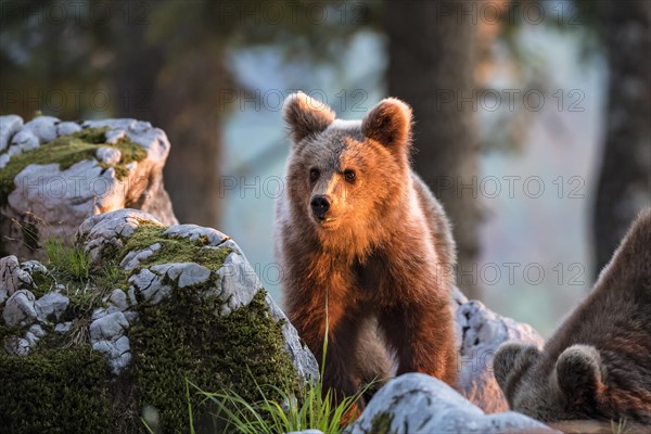 European brown bear (Ursus arctos arctos) in the forest