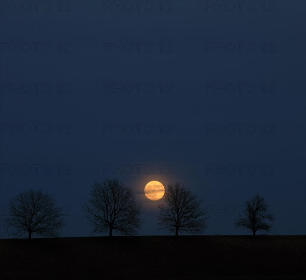 Full moon behind a row of trees