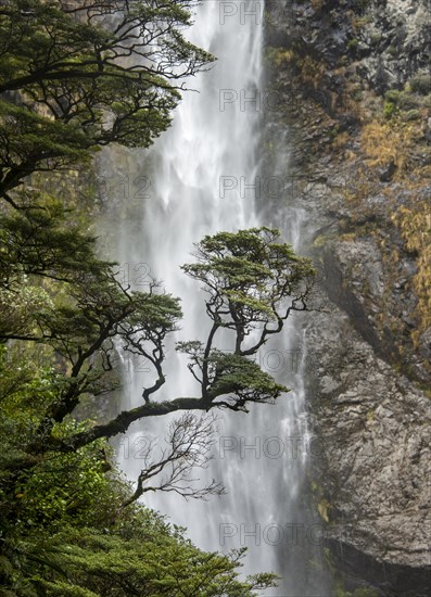 Branch of a tree in front of waterfall