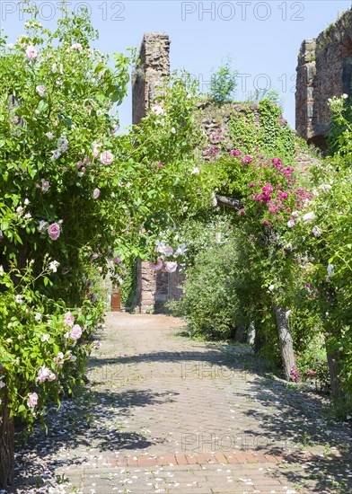Archway with Roses (Rosa)