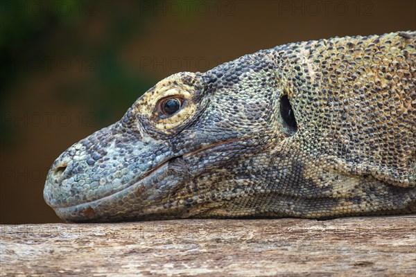 Komodo dragon or Komodo dragon or (Varanus komodoensis)