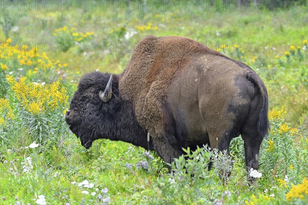 North American Wood bison (Bison bison athabascae)