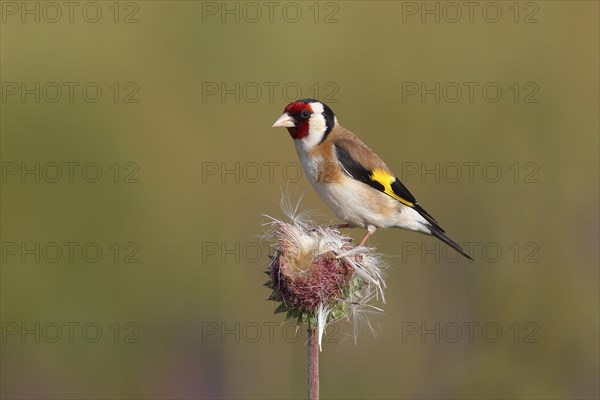European goldfinch (Carduelis carduelis) sitting on a thistle (Carduus nutans)
