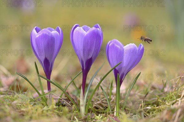 Crocuses (Crocus sp.)