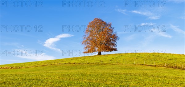 European Beech (Fagus sylvatica) in autumn