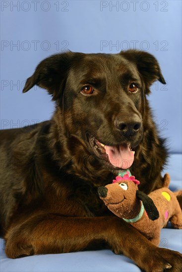 Black shepherd and hovawart crossbreed