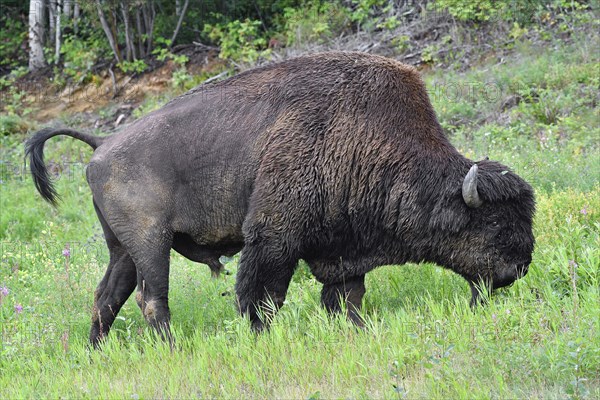 North American Wood bison (Bison bison athabascae)