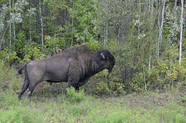 North American Wood bison (Bison bison athabascae)