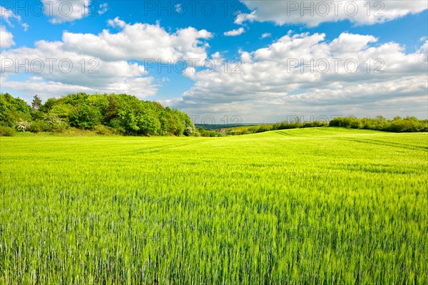 Green barley field bordered by hedges in spring