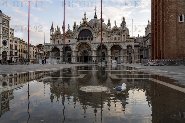 Seagull at Acqua alta in the water at St Mark's Square
