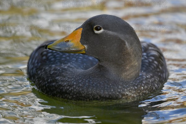 Fuegian steamer duck (Tachyeres pteneres)