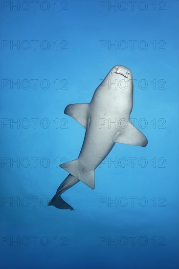 Tawny nurse shark (Nebrius ferrugineus)
