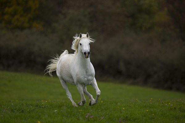 Thoroughbred Arabian grey stallion galloping on the autumn meadow