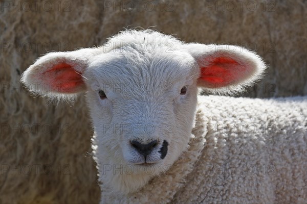 Domestic sheep (Ovis gmelini aries)