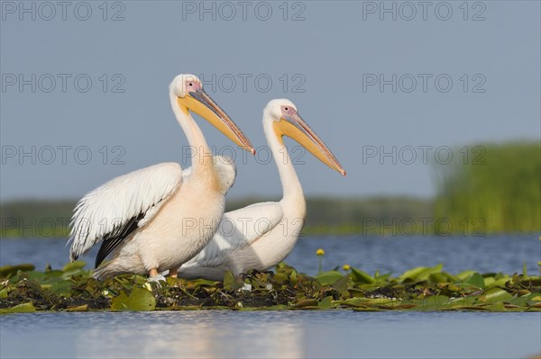 Great white pelicans (Pelecanus onocrotalus) on aquatic plants