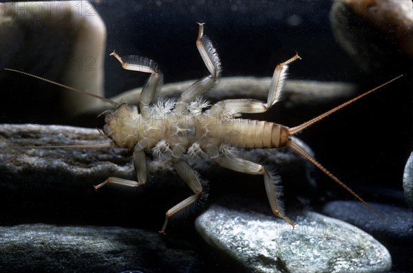 Stone fly (Dinocras ferreri)