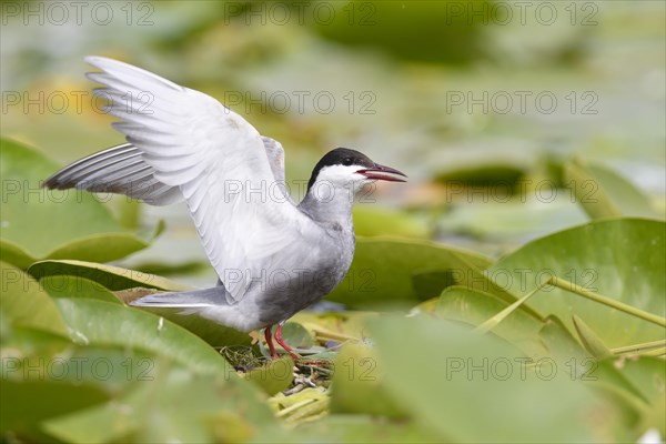 Common tern (Sterna hirundo)