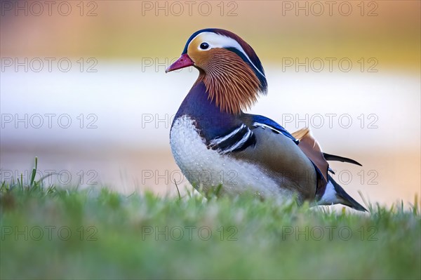 Mandarin duck (Aix galericulata) male