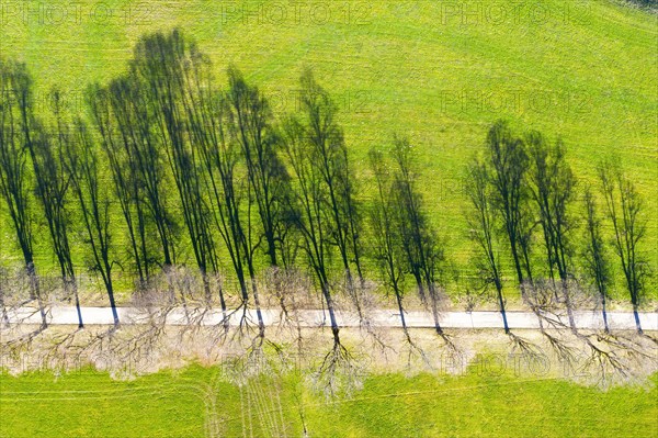 Shadow of avenue in a meadow