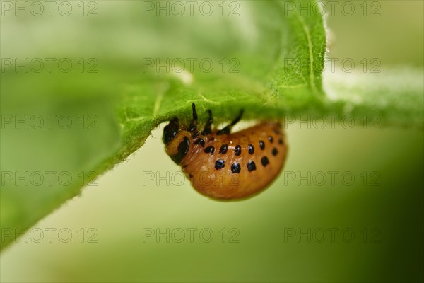 Colorado potato beetle