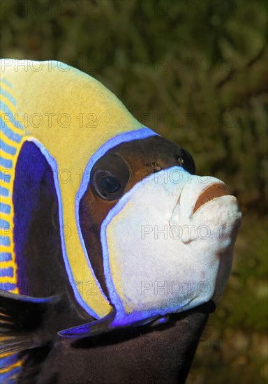 Emperor angelfish