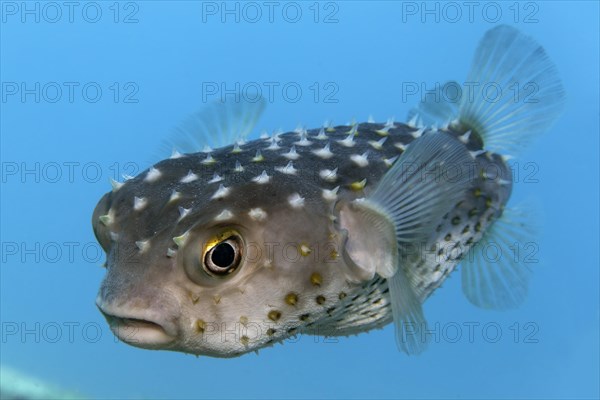 Spotbase burrfish