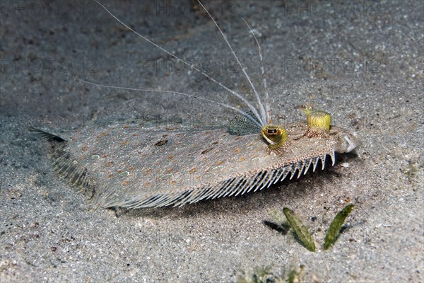 Leopard flounder