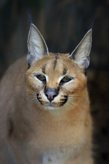 Caracal