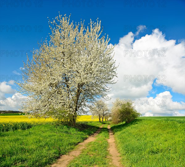 Cultural landscape in spring