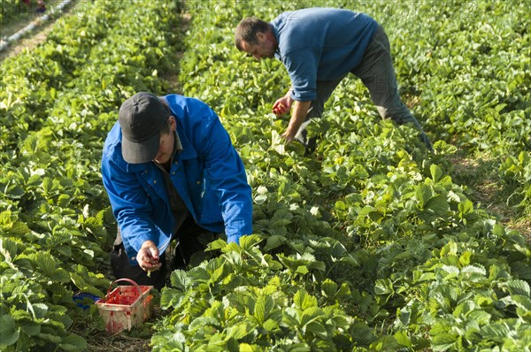 Strawberry harvest