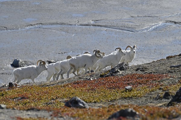 Flock Dall sheep