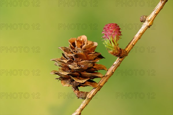 Female flower of larch