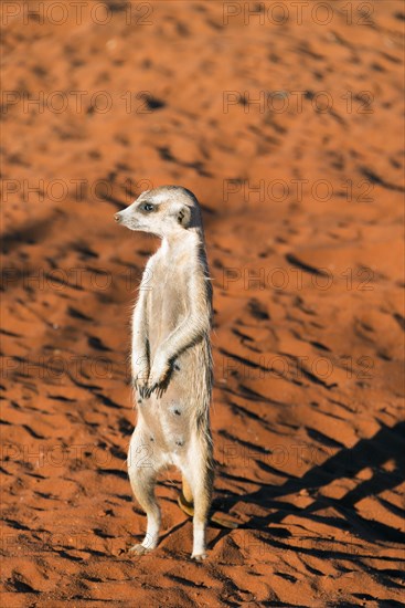 Meerkat