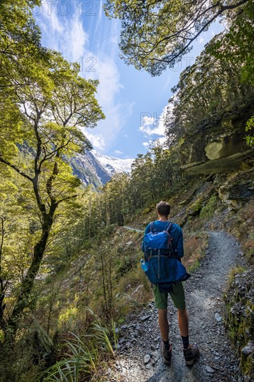 Hiker on trail to Rob Roy Glacier