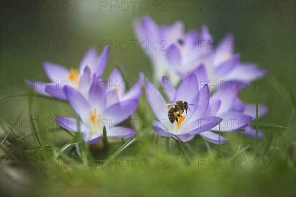 Woodland crocuses