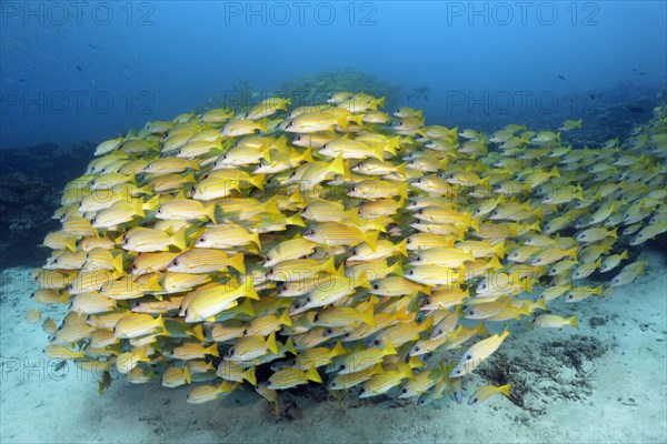 Swarm of fish Bluestripe snapper