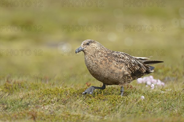 Skua