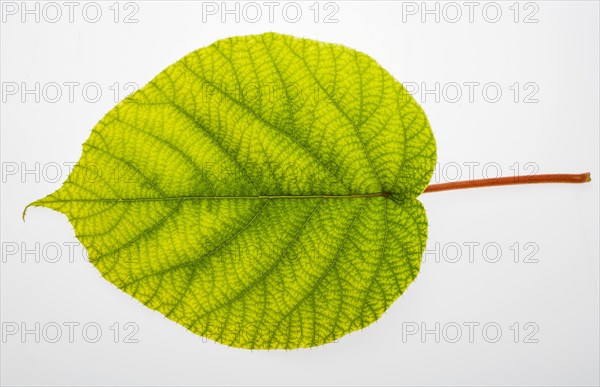 Leaf of Hardy kiwi