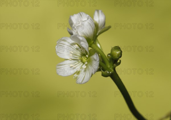 Venus flytrap