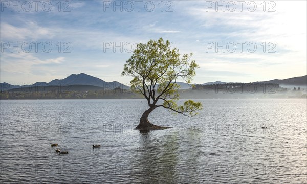 Single tree stands in water, Wanaka Lake