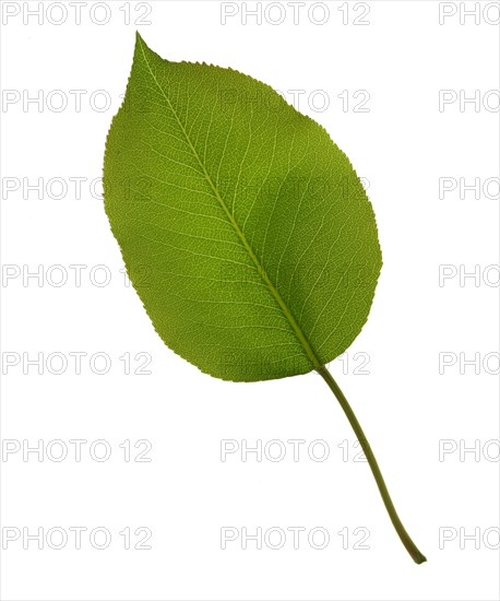Common Lilac, leaf (Syringa vulgaris)