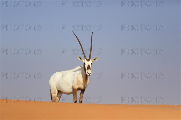 Arabian oryx (oryx leucoryx) stands on a sand dune in the desert, Dubai