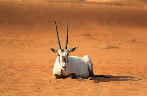 Arabian oryx (oryx leucoryx) is located on a sand dune in the desert, Dubai